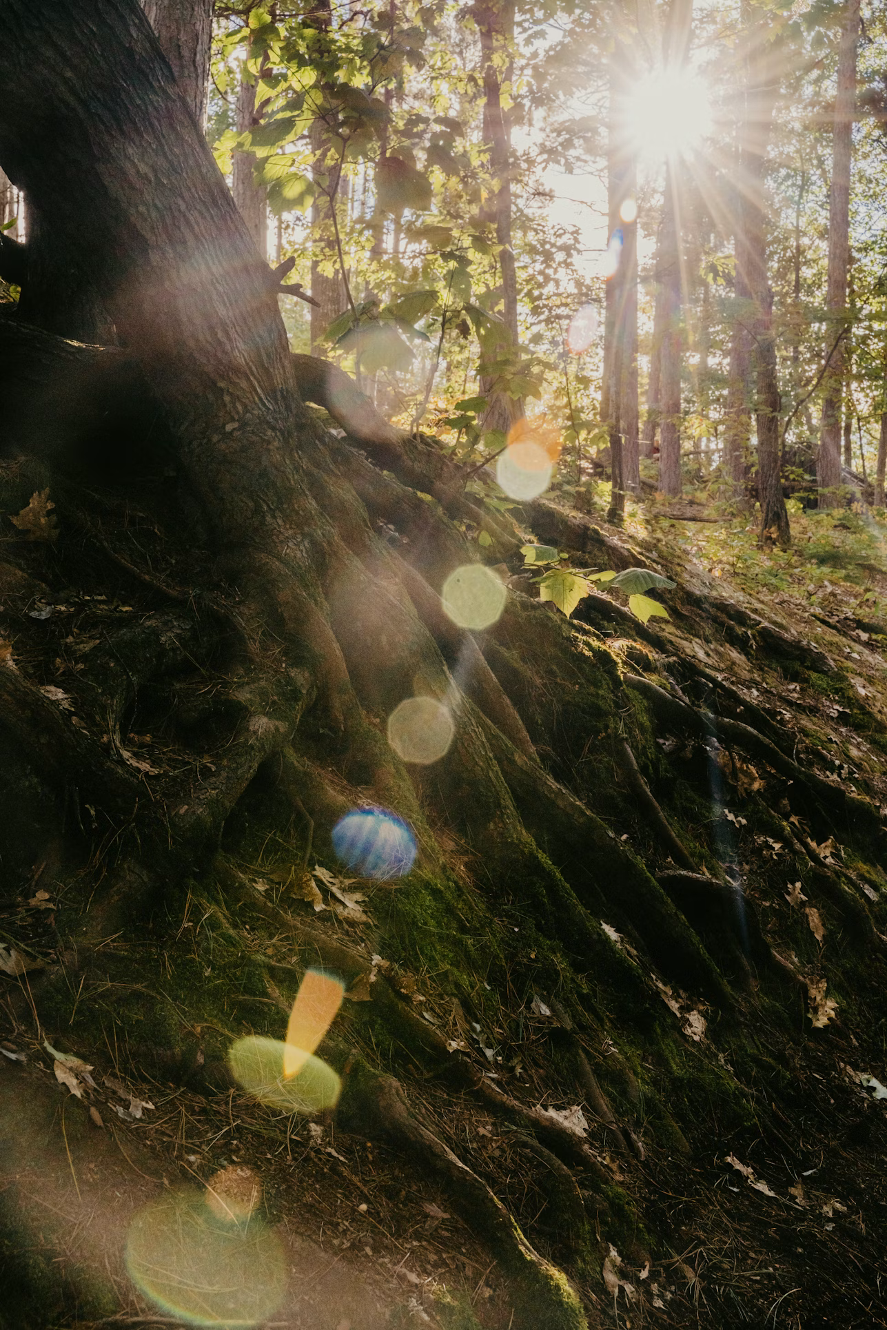 Roots