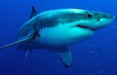 shark79