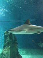 Shark